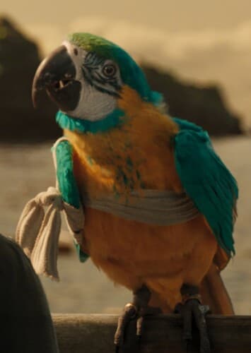 Polynesia the Parrot