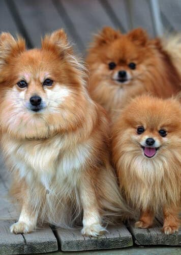 Pomeranian