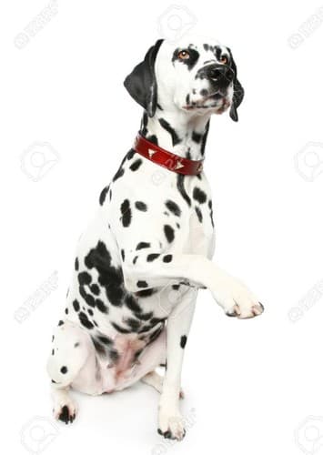 Pongo