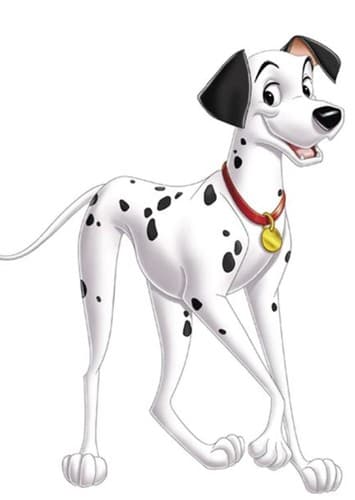 Pongo