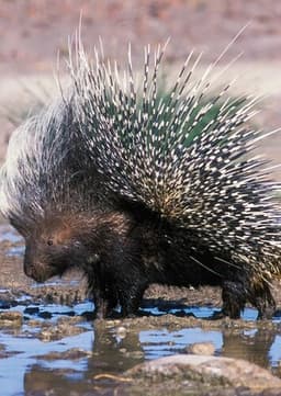 Porcupine