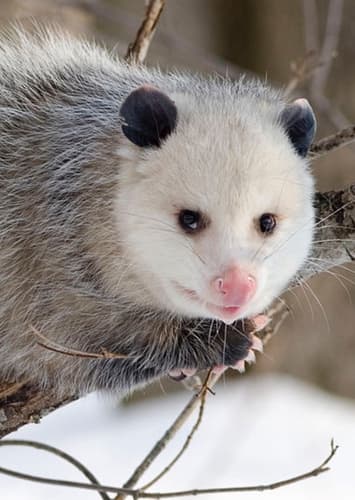 Possum Player