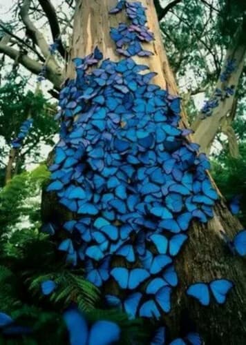 Pretty Butterflies