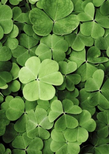 Professor Uilliam Mac Gréine