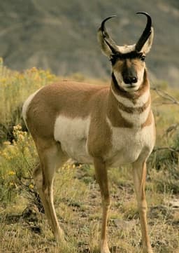 Pronghorn