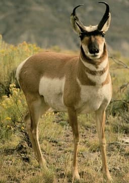 Pronghorn