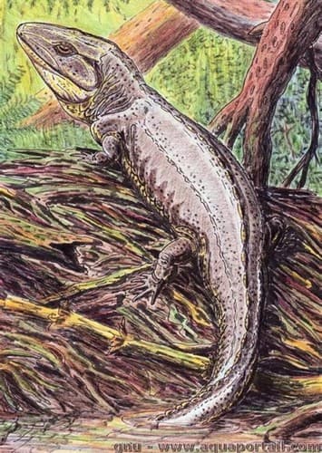 Proterogyrinus
