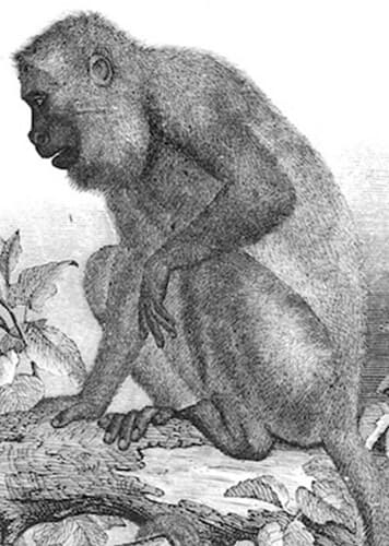 Protopithecus