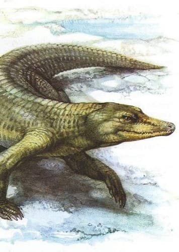 Protosuchus