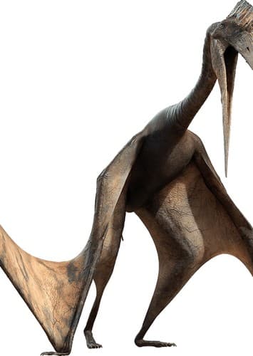 Pteranodon