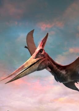 Pterodactyl