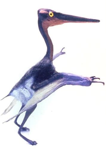 Pterodactylus