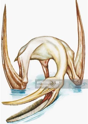 Pterodaustro