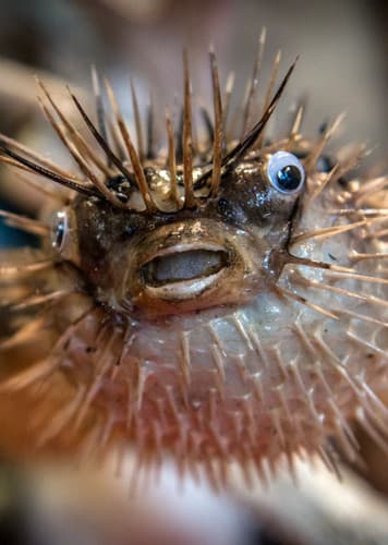 Pufferfish