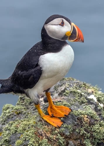 Puffin