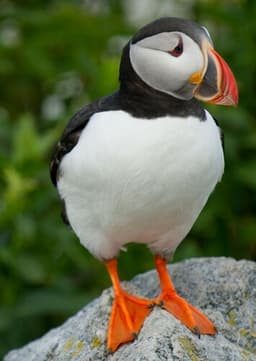 Puffin