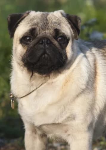 Pug Dog
