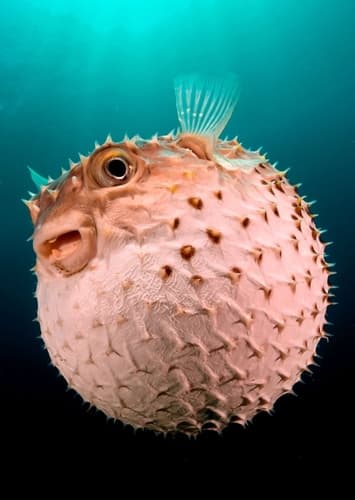 Pustules the Pufferfish