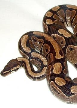 Python
