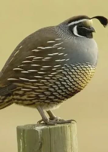 Quail