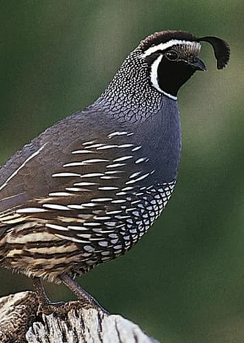 Quail