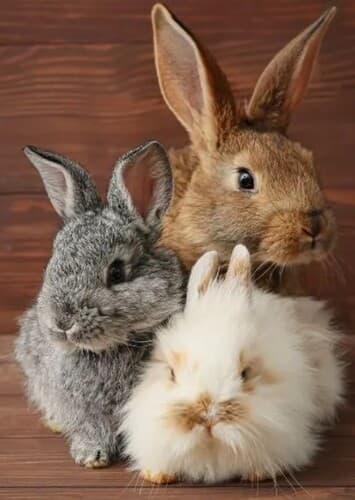 Bunny, Hare, Rabbit