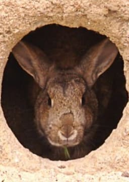 Rabbit