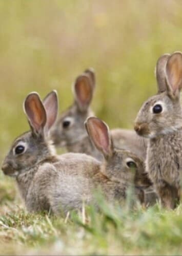 Rabbits