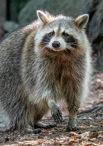 Raccoon
