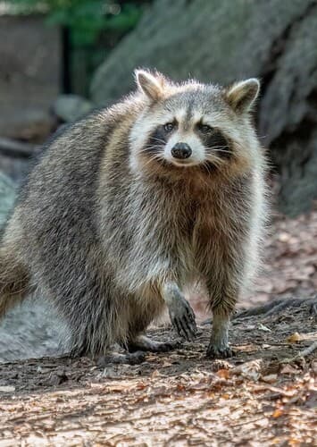 Raccoon