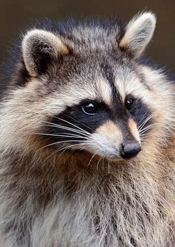 Raccoon