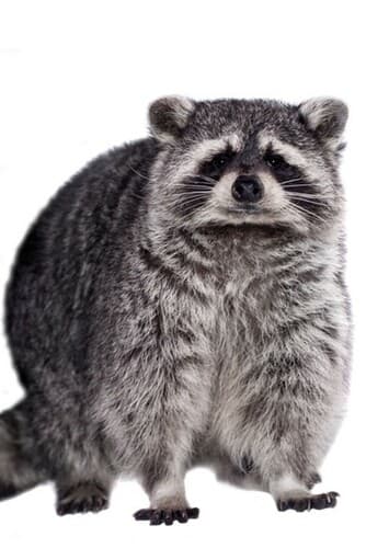 Raccoon