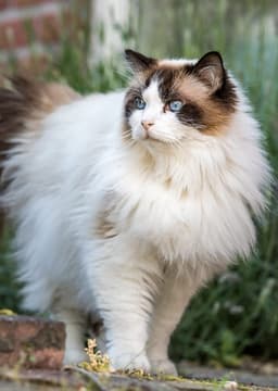 Ragdoll