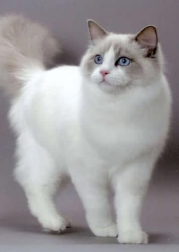 Ragdoll Cat