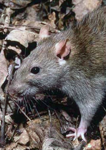 Rat (Generic)