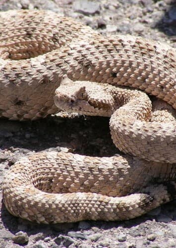 Rattlesnake