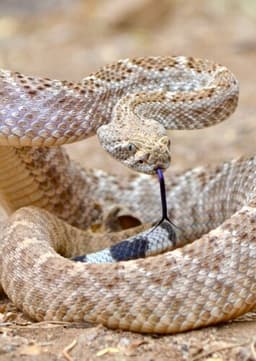 Rattlesnake