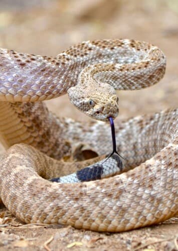 Rattlesnake