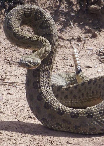 Rattlesnake