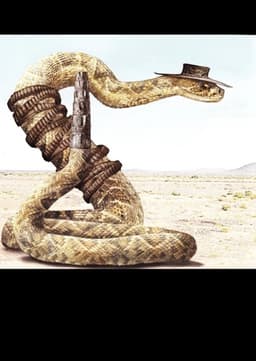 Rattlesnake jake