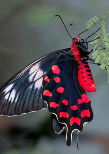 Red-Bodied Swallowtail
