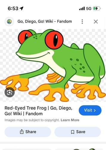 Red eyed tree frog