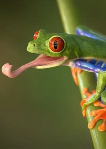 Red Eyed Tree Frog