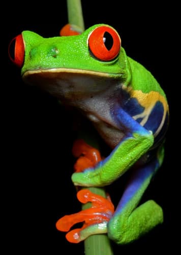 Red Eyed Tree Frog