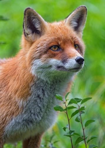 Red Fox