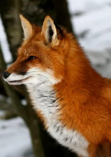 Red Fox