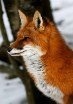 Red Fox