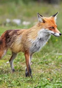 Red Fox