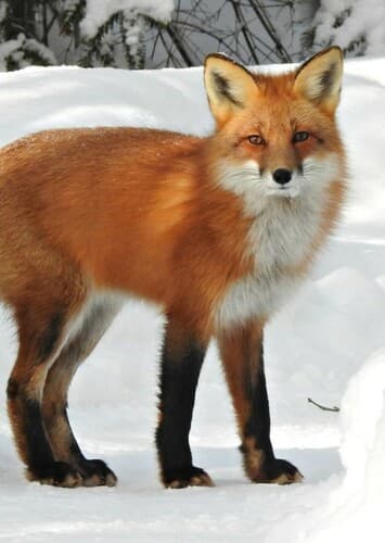 Red Fox