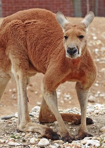 Red Kangaroo